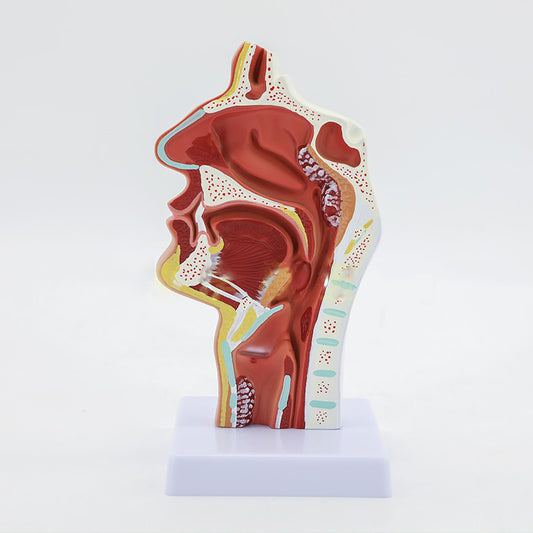 style: B - Medical Human Nasal Cavity Anatomy Model