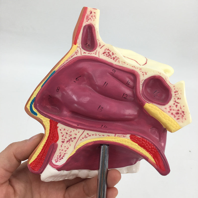 style: B - Medical Human Nasal Cavity Anatomy Model